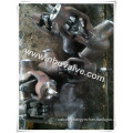 32MPa Small Size Power Plant Forged Globe Valve (10mm-80mm)